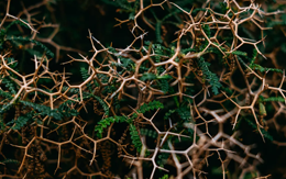 Branches and vines