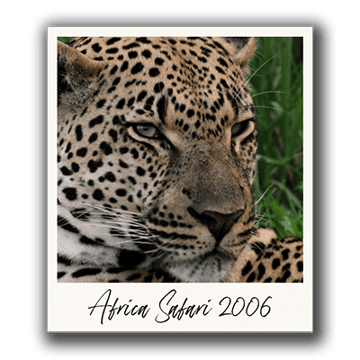 Leopard Polaroid 3